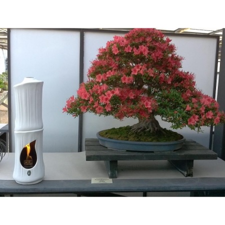 Керамический биокамин RG di Romagnioli e Giardini Bamboo Керамический биокамин RG di Romagnioli e Giardini Bamboo по цене 89 900 руб.